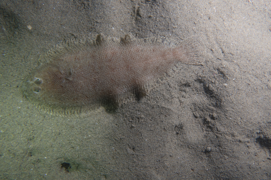 Solenette