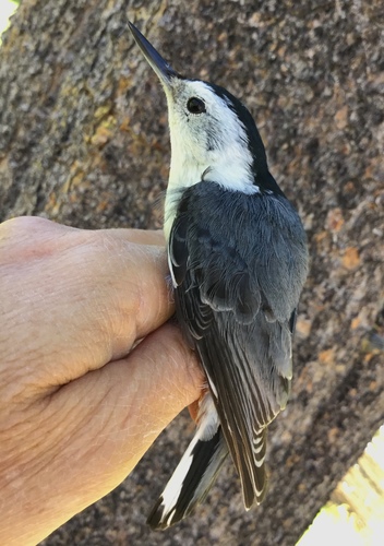 iNaturalist observation photo of White-breasted Nuthatch