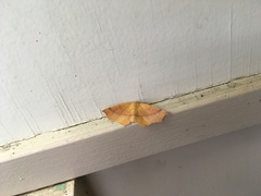 Tetracis cervinaria