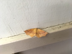 Tetracis cervinaria