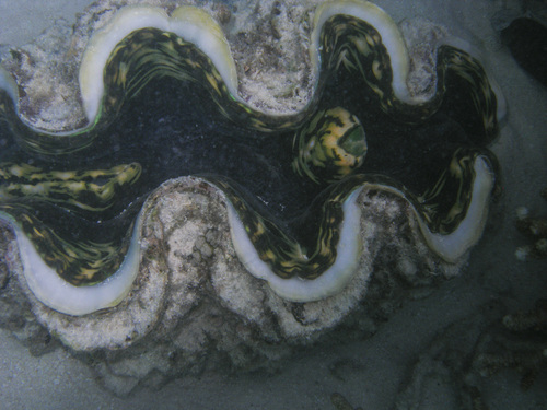 Fluted Giant Clam — seen at this dive site