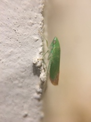 Memnonia flavida