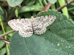 Percnia fumidaria