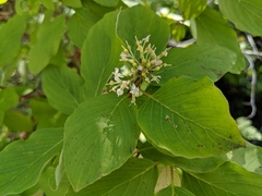 Cornus sericea sericea