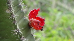 Stenocereus standleyi