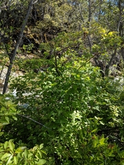 Cornus sericea sericea