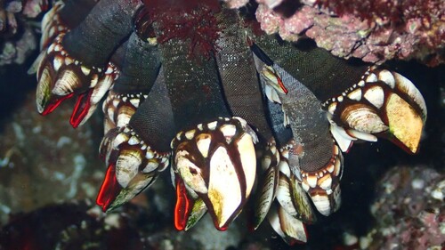 Goose barnacle, Berlenga Grande 2520 Peniche, Portugal, photo 9 of 10