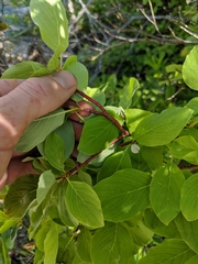 Cornus sericea sericea