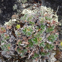 Potentilla subvahliana