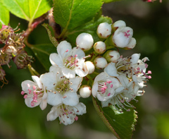 Crataegus gaylussacia