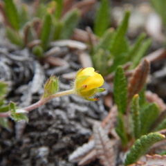 Potentilla subvahliana