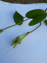 Ipomoea asarifolia