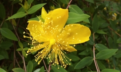 Hypericum monogynum