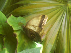 Caligo telamonius memnon