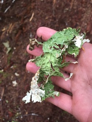 Lobaria pulmonaria