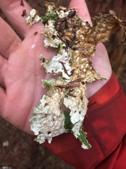 Lobaria pulmonaria