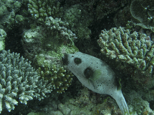 Blackspotted Puffer — seen at this dive site