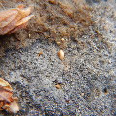 Potentilla subvahliana