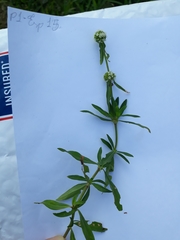 Spermacoce verticillata