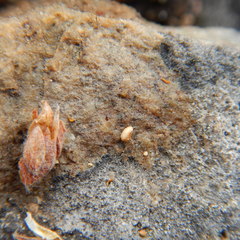 Potentilla subvahliana