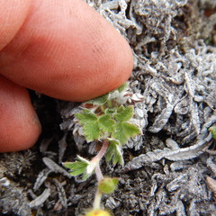 Potentilla subvahliana