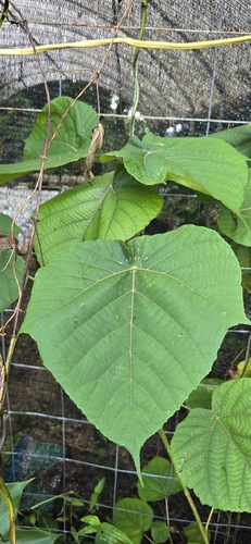 Macaranga carolinensis observed 2024-08-01