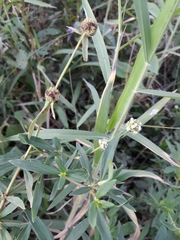 Spermacoce verticillata