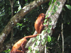 Alouatta sara
