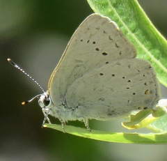 Satyrium sylvinus dryope