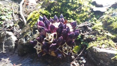 Lathraea clandestina