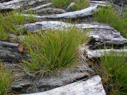 Eleocharis obtusa observed 2005-05-03