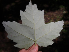 Acer rubrum drummondii
