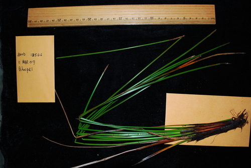 Eleocharis ochrostachys iNat (3)