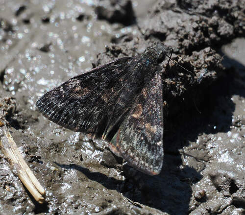Afranius Duskywing photo 4