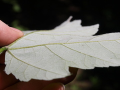 Acer rubrum drummondii