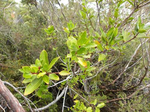 Image of Maytenus magellanica by (c) Cesar Ormazabal, some rights reserved (CC BY)