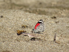 Diaethria clymena