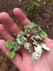 Lobaria pulmonaria