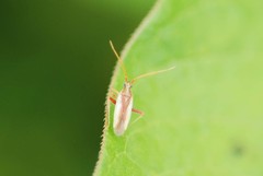 Stenotus rubrovittatus