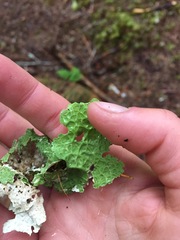 Lobaria pulmonaria