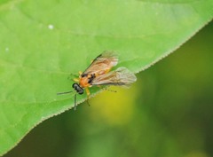 Athalia rosae