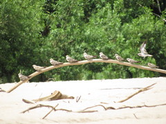 Chordeiles rupestris