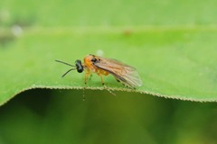 Athalia rosae