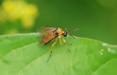 Athalia rosae
