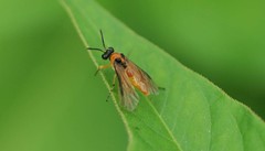 Athalia rosae