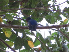 Trogon ramonianus