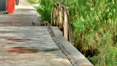 Callipepla douglasii