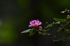 Rhododendron breviperulatum
