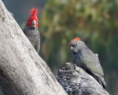 Gang-Gang Cockatoo photo 4
