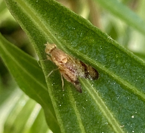 iNaturalist observation photo of Tephritis baccharis